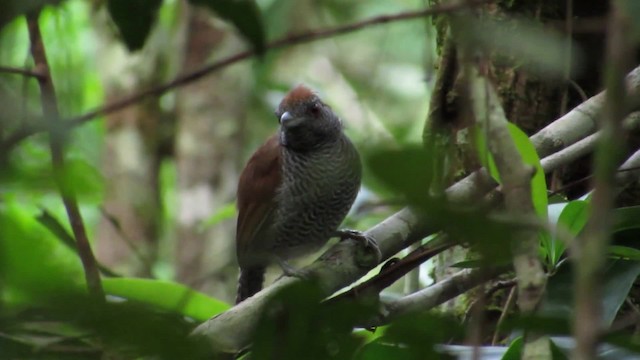 Black-throated Antshrike - ML201838901