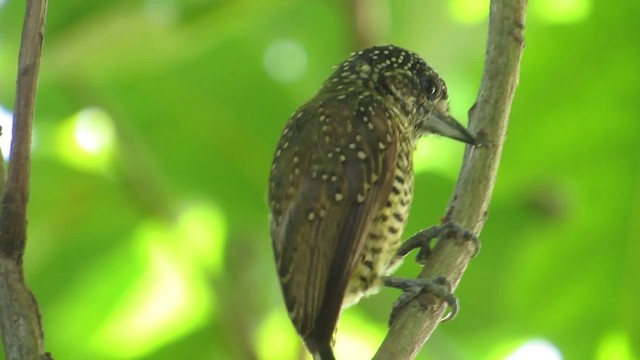 Golden-spangled Piculet (Buffon's) - ML201838911
