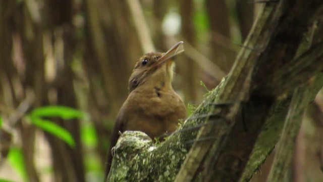 Plain-winged Woodcreeper (Plain-winged) - ML201838941