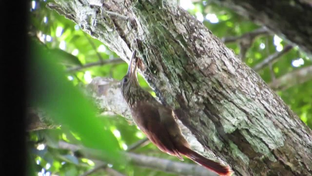 Buff-throated Woodcreeper - ML201838991