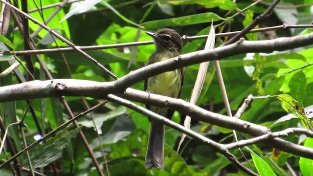 Dusky-tailed Flatbill - ML201839001