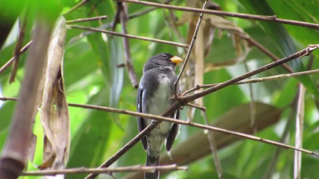 Slate-colored Seedeater - ML201839011