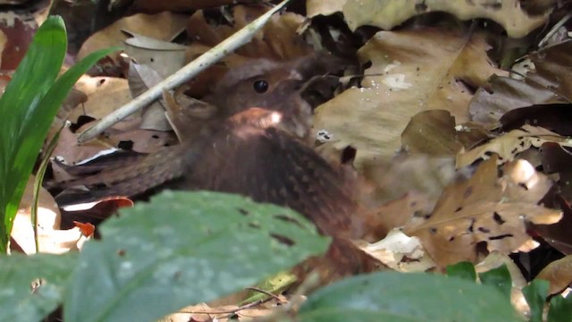 Ocellated Poorwill - ML201839021