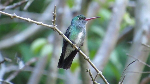 Glittering-throated Emerald - ML201839031