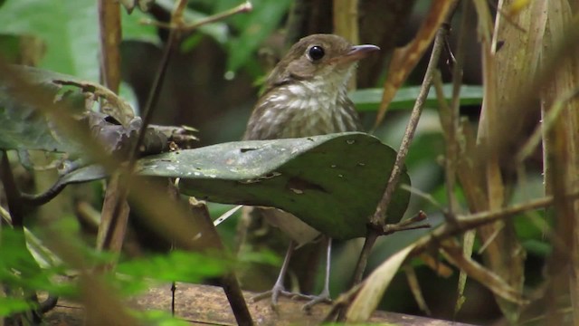 Thrush-like Antpitta - ML201839081