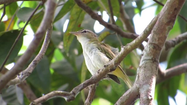 Vireo Chiví - ML201839091