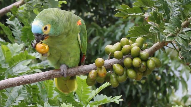 Turquoise-fronted Parrot - ML201839131