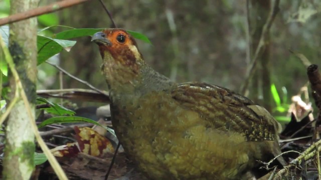 Tocro de Guyane - ML201839181