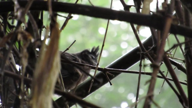 Rufous-vented Ground-Cuckoo - ML201839191