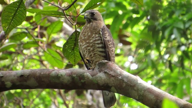 Broad-winged Hawk - ML201839201