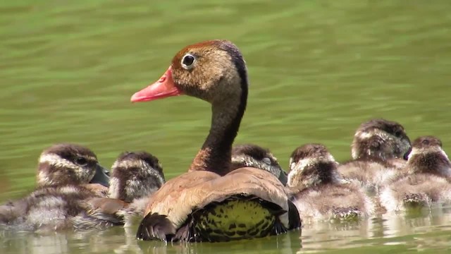 Black-bellied Whistling-Duck (autumnalis) - ML201839231