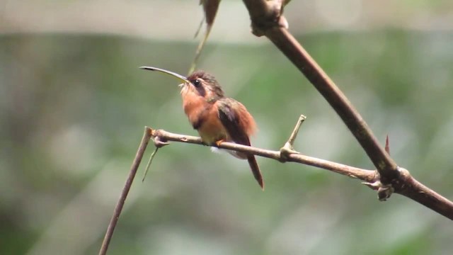 kolibřík malý - ML201839251