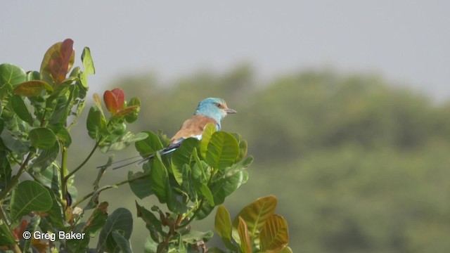 Abyssinian Roller - ML201839281