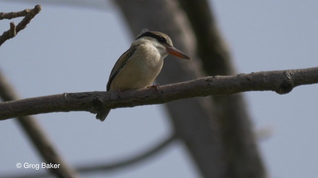 Striped Kingfisher - ML201839291