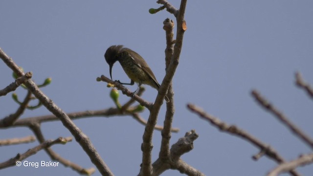 Suimanga Pechiescarlata - ML201839301