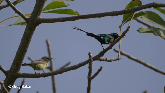 ウツクシオナガタイヨウチョウ（pulchellus） - ML201839321