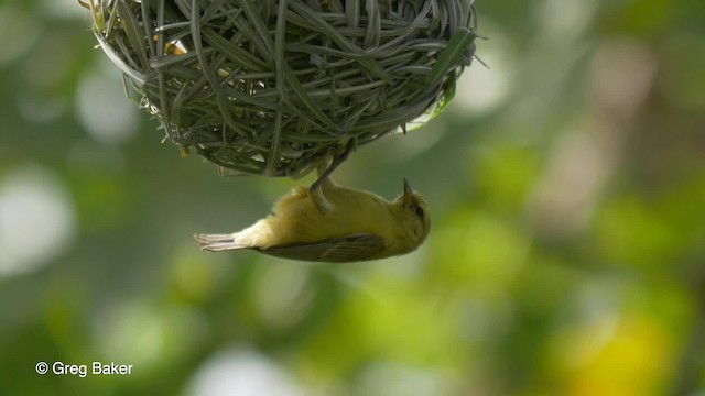 Yellow Penduline-Tit - ML201839331