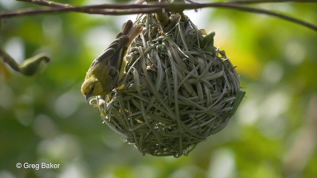 Yellow Penduline-Tit - ML201839341