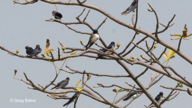 Hirondelle de Guinée - ML201839361