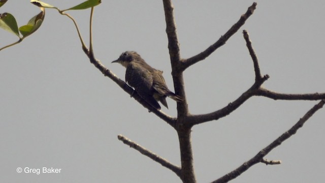 Klaas's Cuckoo - ML201839391