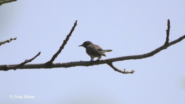 Klaas's Cuckoo - ML201839401