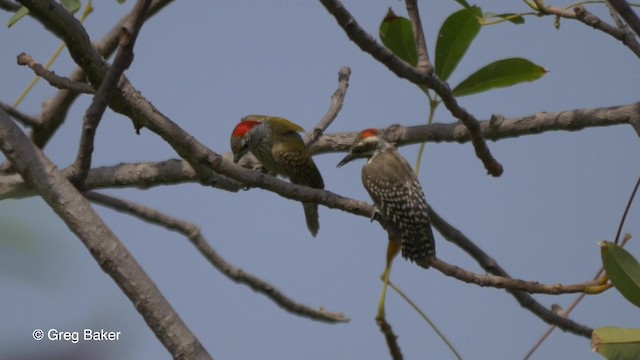 Cardinal Woodpecker - ML201839421