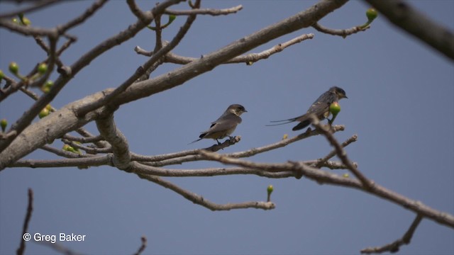 Golondrina Pechirrufa - ML201839451