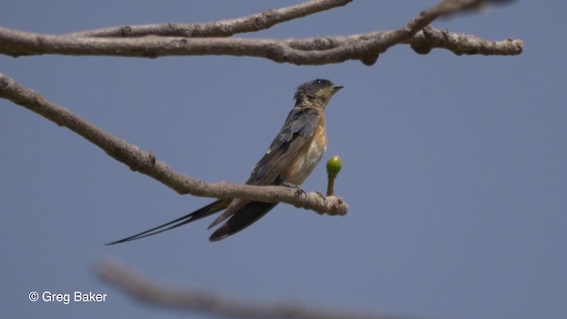 Golondrina Pechirrufa - ML201839461