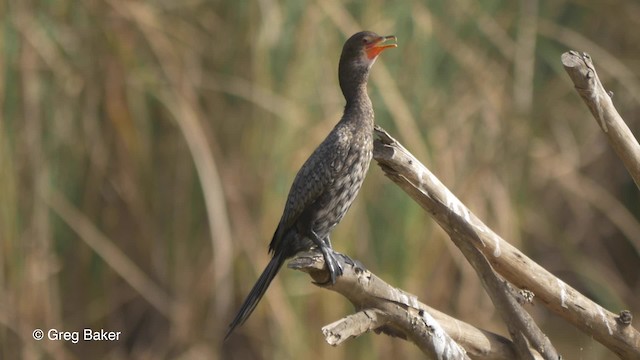 Long-tailed Cormorant - ML201839481