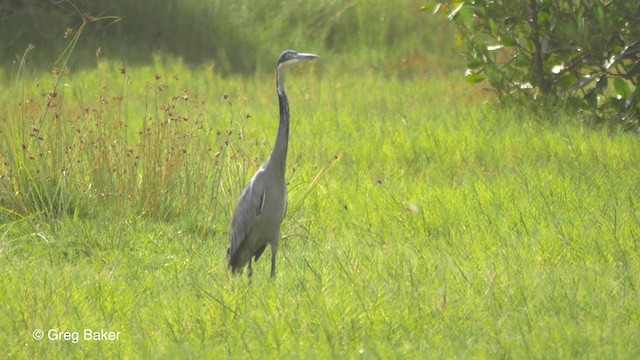 Black-headed Heron - ML201839501