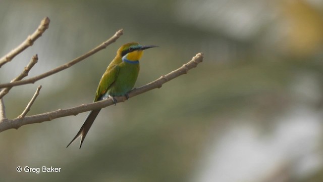 Swallow-tailed Bee-eater - ML201839521