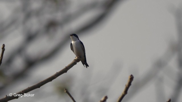 Golondrina Alipinta - ML201839531