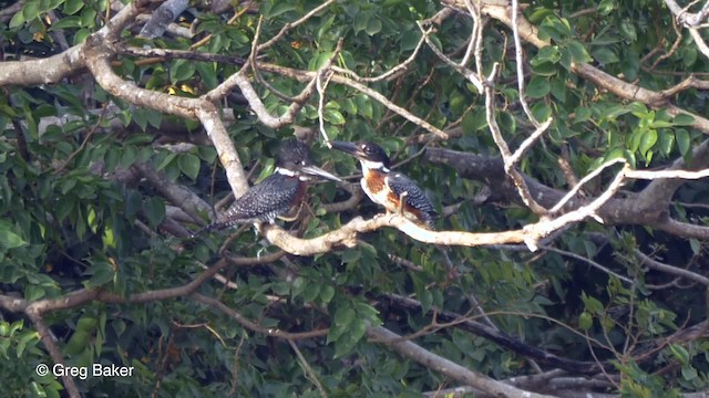 Giant Kingfisher - ML201839571