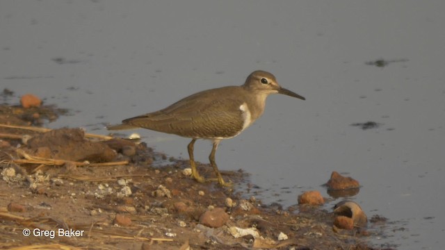 Common Sandpiper - ML201839581