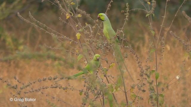 Rose-ringed Parakeet - ML201839591