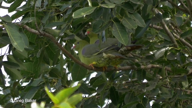 afrikagrønndue (calvus gr.) - ML201839621
