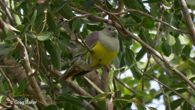 Bruce's Green-Pigeon - ML201839631