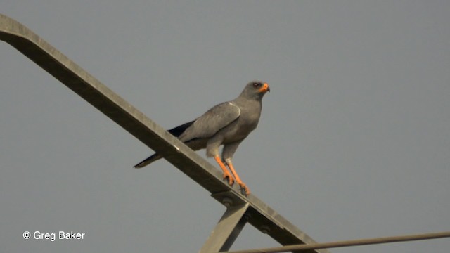 Dark Chanting-Goshawk - ML201839651