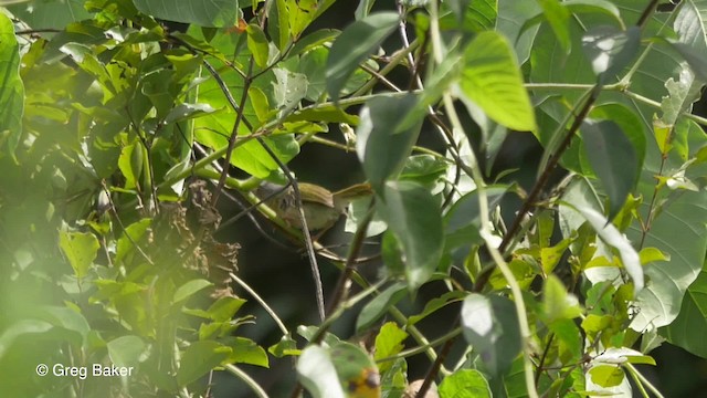 Yellow-breasted Apalis (Yellow-breasted) - ML201839661