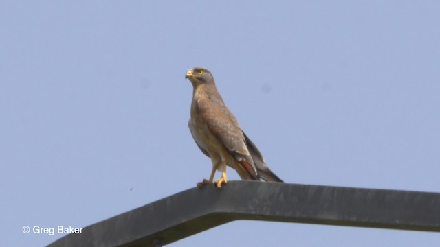 Саранчовый сарыч - ML201839691