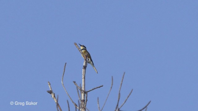 White-throated Bee-eater - ML201839701