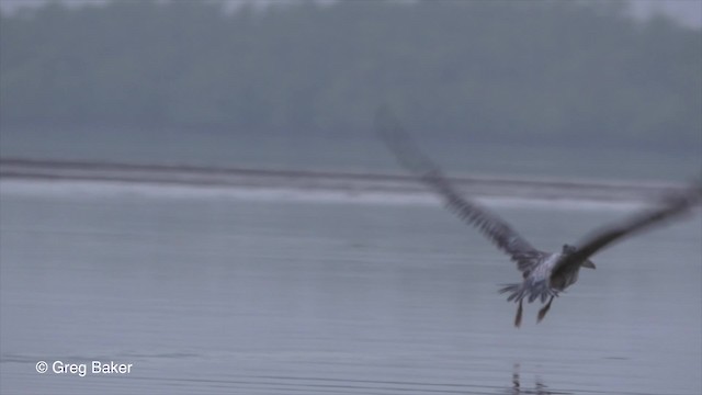 Pink-backed Pelican - ML201839741