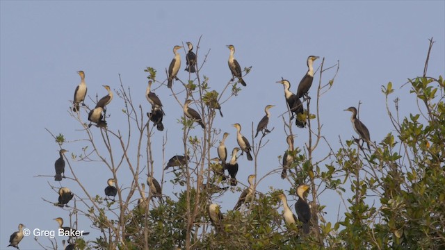 Great Cormorant (White-breasted) - ML201839761