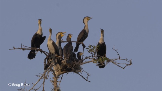 Cormorán Grande (ventriblanco) - ML201839771