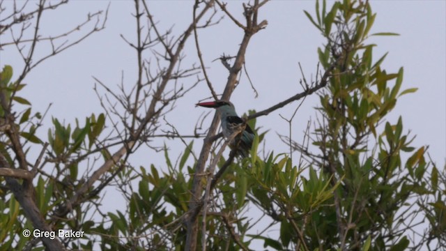 Blue-breasted Kingfisher - ML201839781