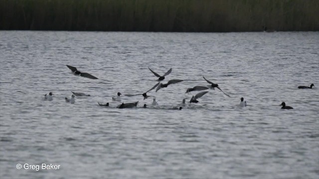 Itsas enara beltza (eurasiarra) - ML201839811