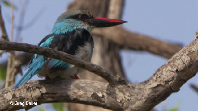 Martin-chasseur à poitrine bleue - ML201839821