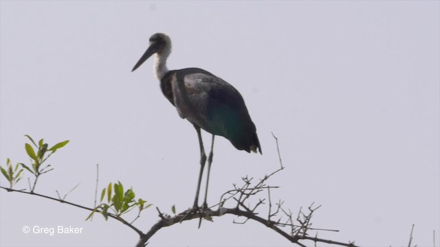 Cigüeña Lanuda Africana - ML201839841