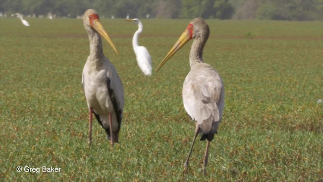 Yellow-billed Stork - ML201839861