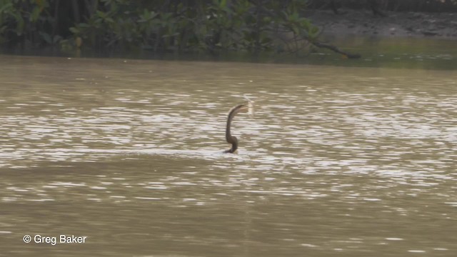 anhinga africká - ML201839871